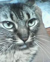 Gato ra a vira-lata idade 3 anos nome chereta