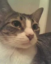 Gato ra a vira-lata idade 1 ano nome ia ia