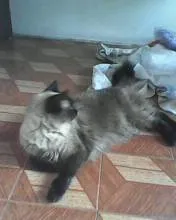 Gato ra a vira-lata idade 3 anos nome hanna montana 