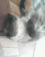 Gato ra a vira-lata idade 3 anos nome hanna montana 