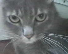 Gato ra a vira-lata idade 2 anos nome nina