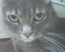 Gato raça vira-lata idade 2 anos nome nina