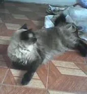 Gato ra a vira-lata idade 3 anos nome hanna montana 