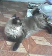 Gato raça vira-lata idade 3 anos nome hanna montana 