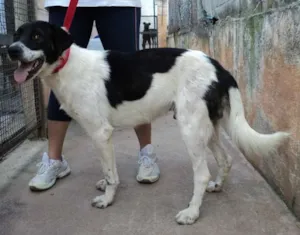 Cachorro raça SRD idade 1 ano nome Oliver