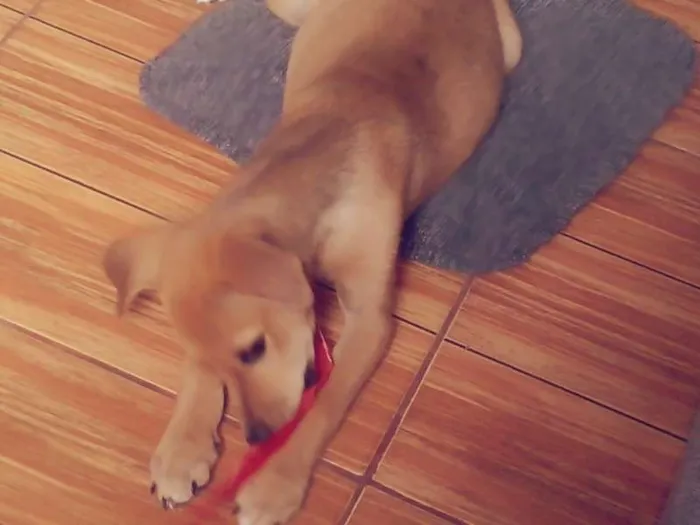 Cachorro ra a vira-lata idade 2 a 6 meses nome Jhonny