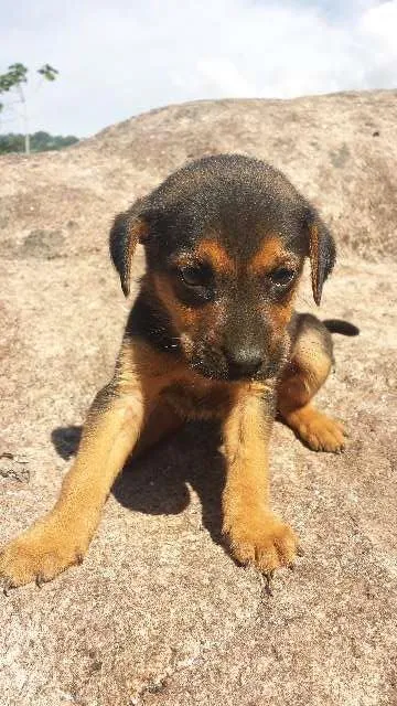 Cachorro ra a SRD idade Abaixo de 2 meses nome Sem Nome