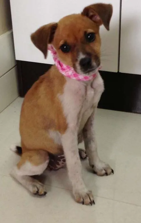Cachorro ra a Sem raça definida idade 2 a 6 meses nome sem nome