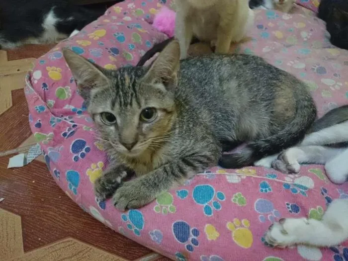 Gato ra a  idade 2 a 6 meses nome Filhote Rajada
