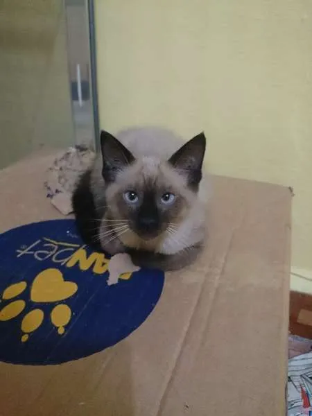 Gato ra a  idade  nome Siamesa vesguinha
