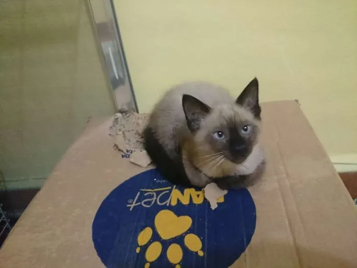Gato ra a  idade  nome Siamesa vesguinha