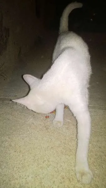 Gato raça srd idade 2 a 6 meses nome Esperança