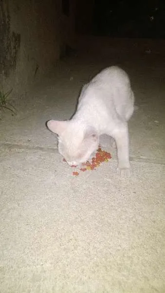 Gato raça srd idade 2 a 6 meses nome Esperança