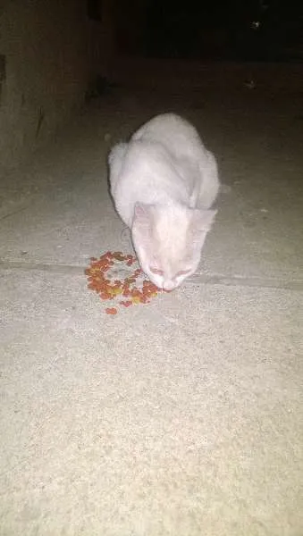 Gato raça srd idade 2 a 6 meses nome Esperança