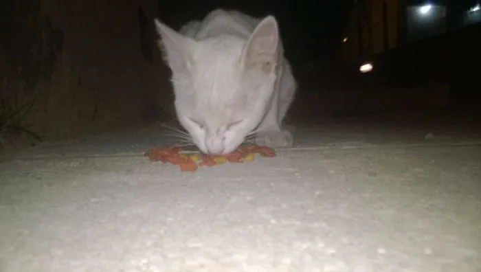 Gato raça srd idade 2 a 6 meses nome Esperança