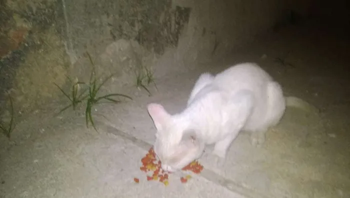 Gato raça srd idade 2 a 6 meses nome Esperança