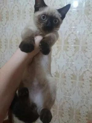 Gato raça  idade 2 a 6 meses nome Siames carinhoso, f