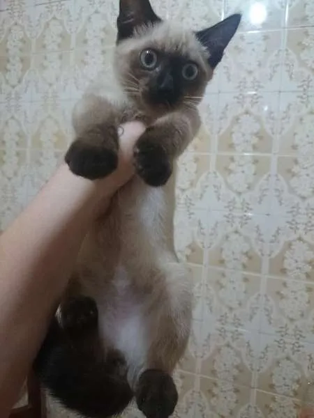Gato ra a idade 2 a 6 meses nome Siames carinhoso, f