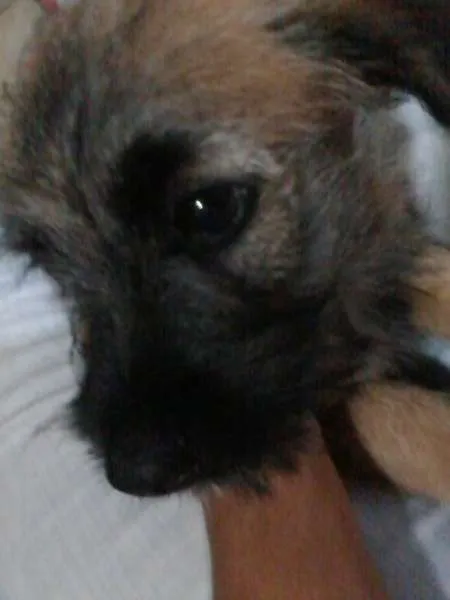 Cachorro ra a vira-lata idade 2 a 6 meses nome Bela