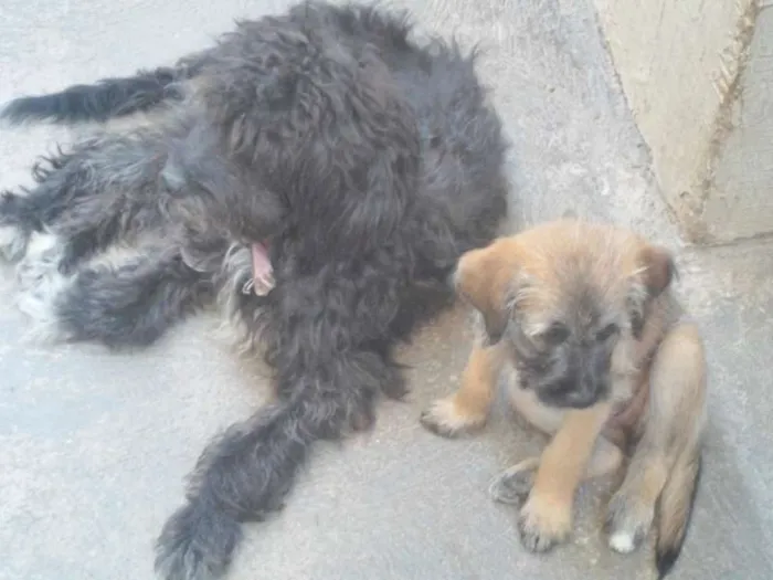 Cachorro ra a vira-lata idade 2 a 6 meses nome Bela