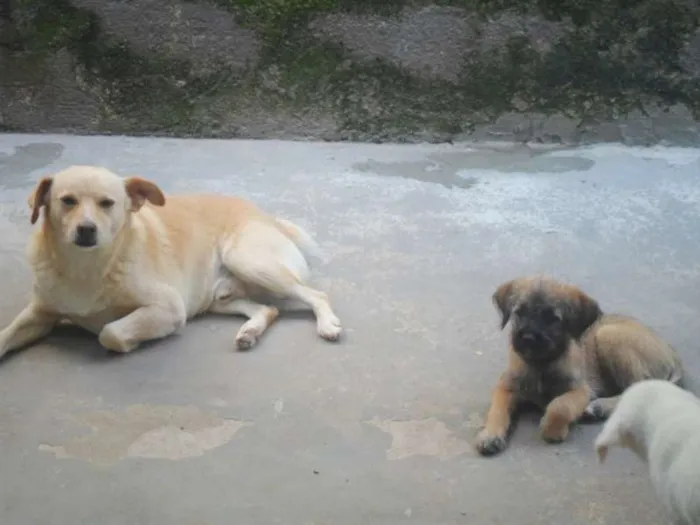 Cachorro ra a vira-lata idade 2 a 6 meses nome Bela