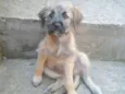 Bela