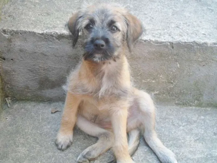 Cachorro ra a vira-lata idade 2 a 6 meses nome Bela