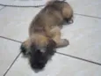 Bela