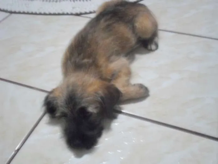 Cachorro ra a vira-lata idade 2 a 6 meses nome Bela