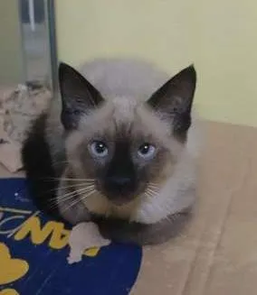 Gato raça  idade  nome Siamesa vesguinha