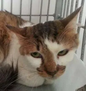 Gato raça SRD idade 2 anos nome Alecrim