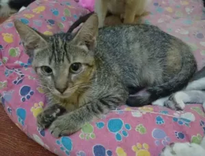 Gato raça  idade 2 a 6 meses nome Filhote Rajada
