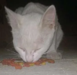 Gato raça srd idade 2 a 6 meses nome Esperança