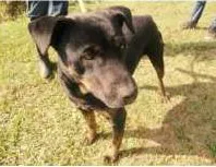 Cachorro raça SRD idade 4 anos nome Herói