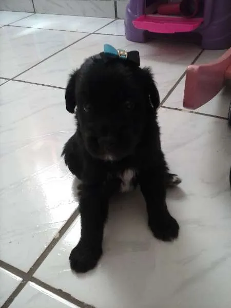Cachorro ra a INDEFINIDA idade Abaixo de 2 meses nome AINDA NAO TEM