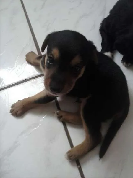 Cachorro ra a INDEFINIDA idade Abaixo de 2 meses nome AINDA NAO TEM