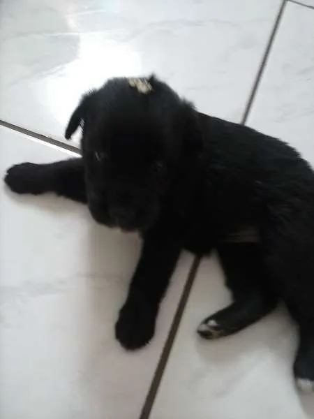 Cachorro ra a INDEFINIDA idade Abaixo de 2 meses nome AINDA NAO TEM