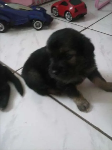 Cachorro ra a INDEFINIDA idade Abaixo de 2 meses nome AINDA NAO TEM