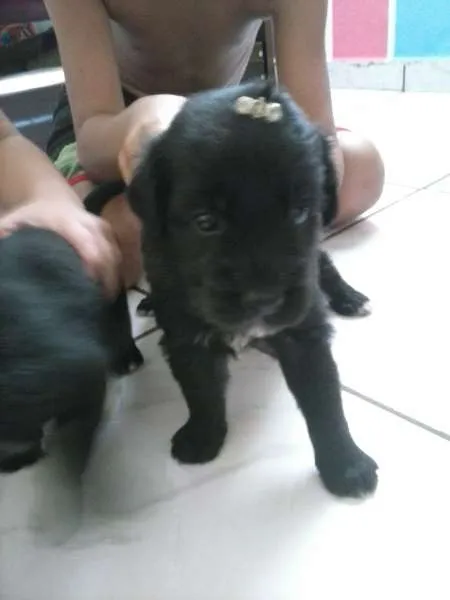 Cachorro ra a INDEFINIDA idade Abaixo de 2 meses nome AINDA NAO TEM