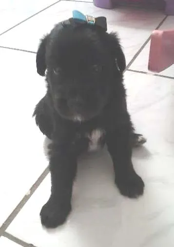 Cachorro ra a INDEFINIDA idade Abaixo de 2 meses nome AINDA NAO TEM