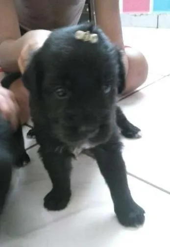 Cachorro ra a INDEFINIDA idade Abaixo de 2 meses nome AINDA NAO TEM