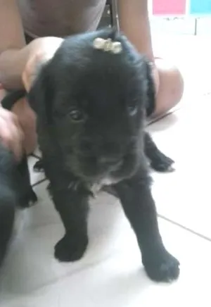 Cachorro raça INDEFINIDA idade Abaixo de 2 meses nome AINDA NAO TEM