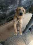 Mutlei