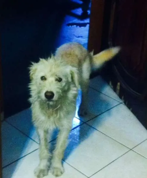 Cachorro ra a vira latinha idade 1 ano nome Marley Branquinho