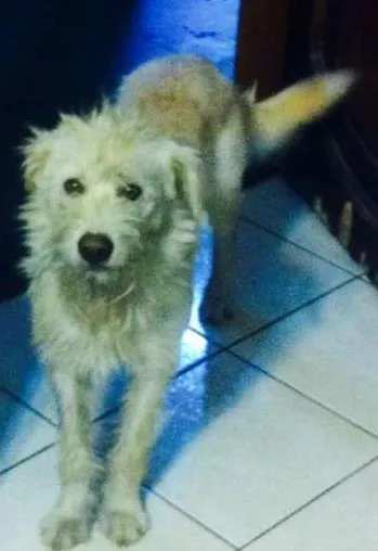 Cachorro ra a vira latinha idade 1 ano nome Marley Branquinho