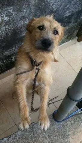 Cachorro raça Vira Latinha idade 4 anos nome Mutlei