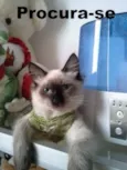 tom
