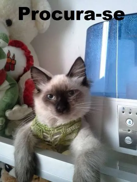 Gato ra a Siamês idade 2 a 6 meses nome tom