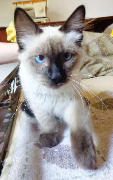Gato ra a SRD idade 2 a 6 meses nome Bolota