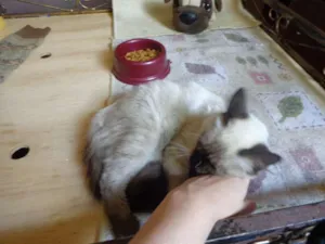 Gato raça SRD idade 2 a 6 meses nome Bolota